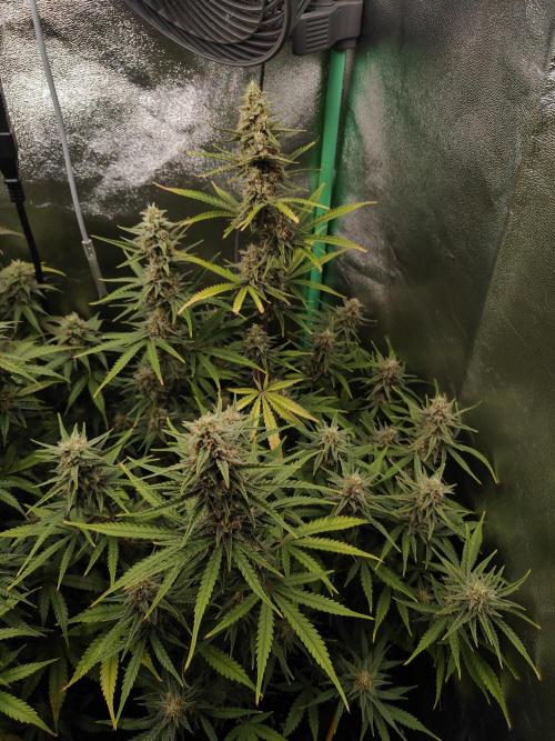 Apple Strudel & Orange Sherbet Auto. Week 9 - Die noch hübschere Dame Apple