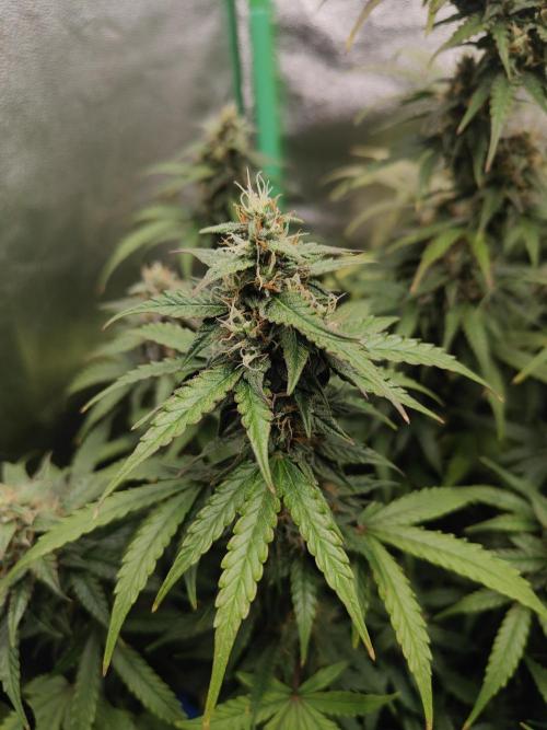 Apple Strudel & Orange Sherbet Auto. Week 9 - Orange