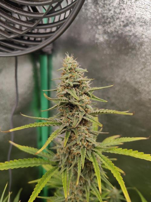 Apple Strudel & Orange Sherbet Auto. Week 9 - Apple Hauptbud