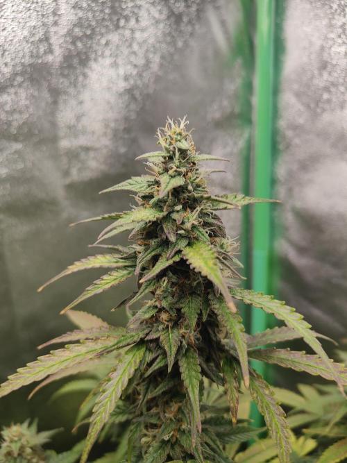 Apple Strudel & Orange Sherbet Auto. Week 9 - Orange Hauptbud