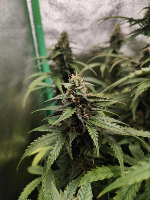Apple Strudel & Orange Sherbet Auto. Week 9 - Orange