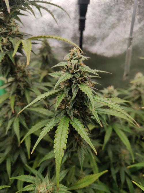 Apple Strudel & Orange Sherbet Auto. Week 9 - Orange