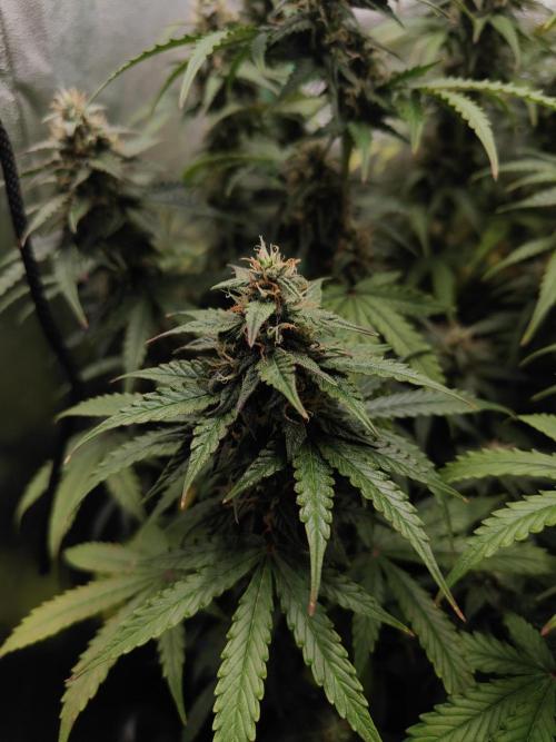 Apple Strudel & Orange Sherbet Auto. Week 9 - Orange
