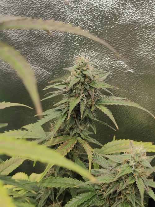 Apple Strudel & Orange Sherbet Auto. Week 9 - Orange