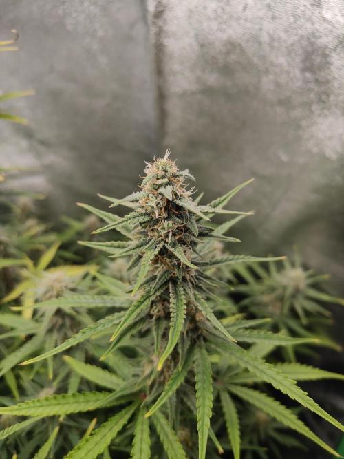 Apple Strudel & Orange Sherbet Auto. Week 9 - Apple