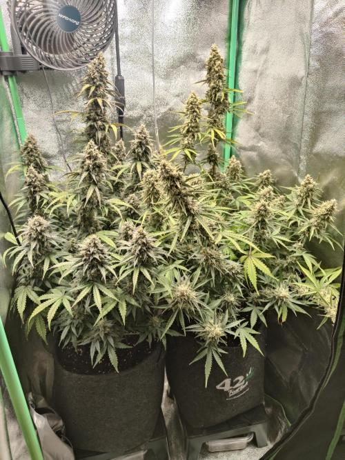 Apple Strudel & Orange Sherbet Auto. Week 11