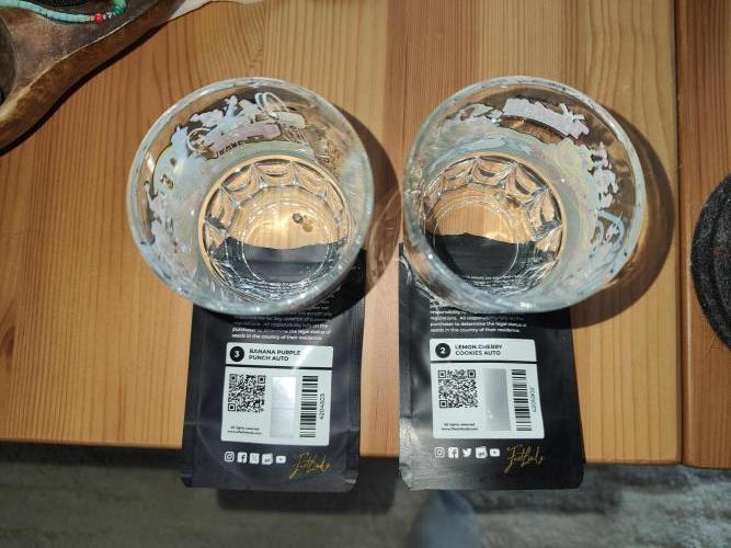 BPP & LCC Auto. Week 0