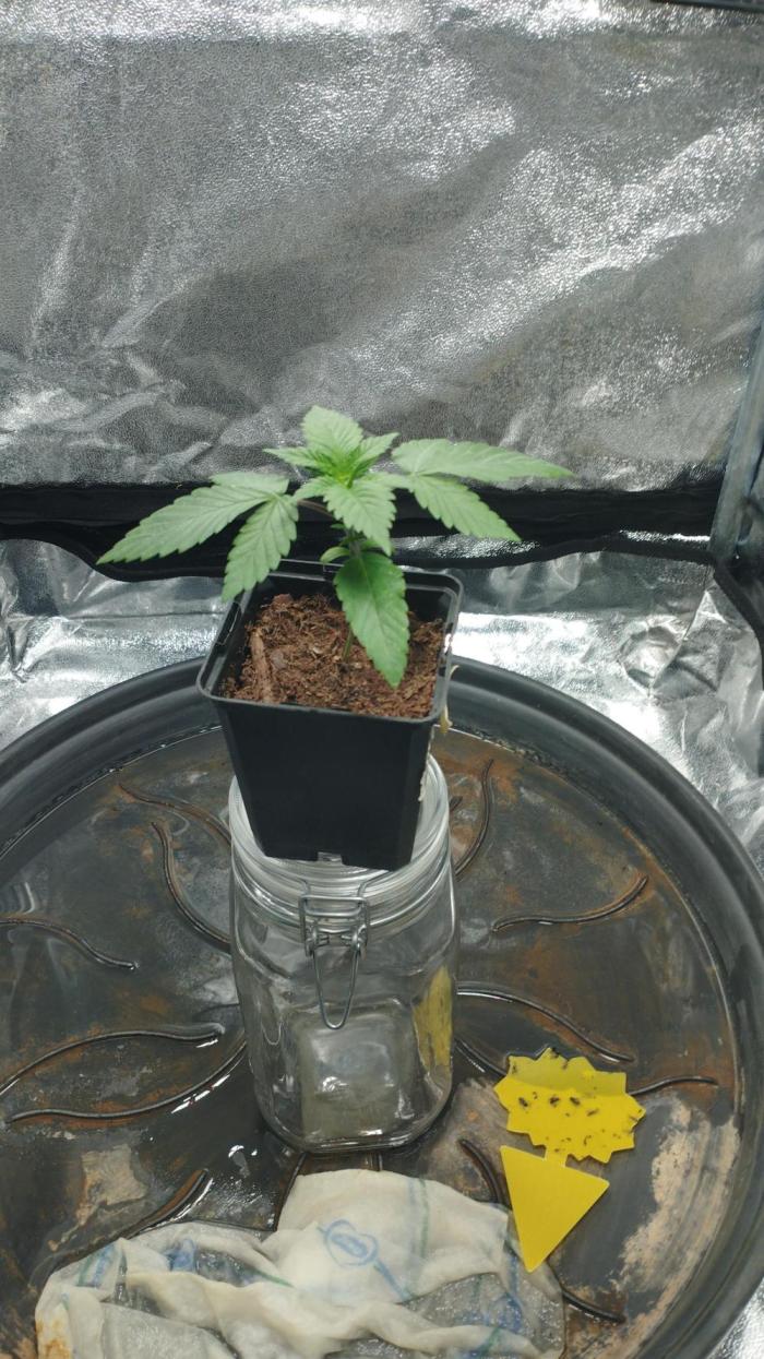 Mimosa x Orange Punch scrog. Week 2