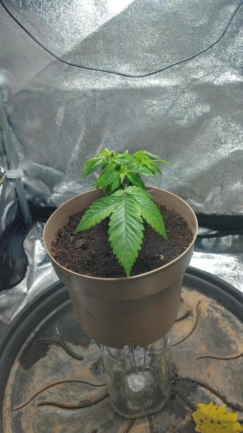 Mimosa x Orange Punch scrog. Week 3