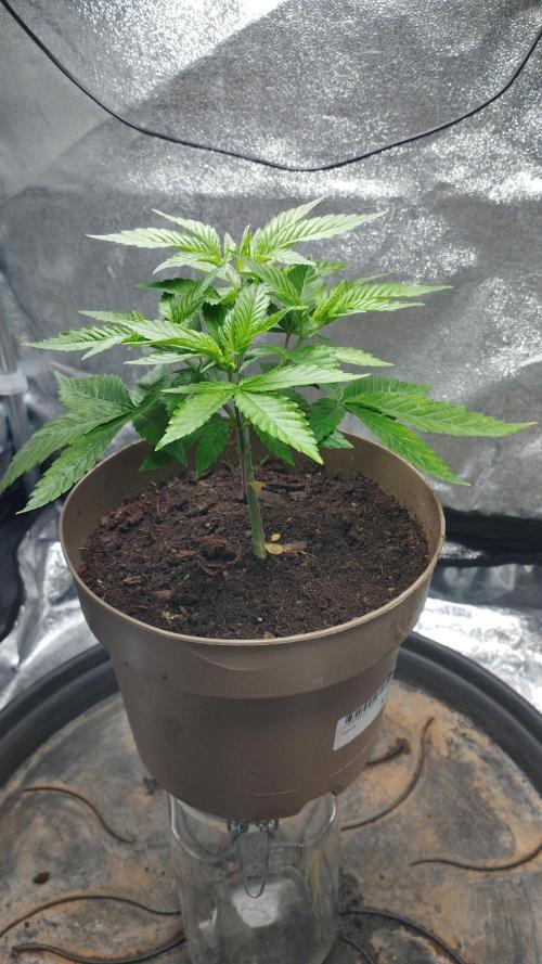 Mimosa x Orange Punch scrog. Week 3