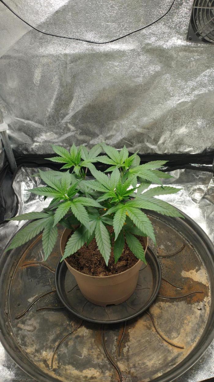 Mimosa x Orange Punch scrog. Week 4