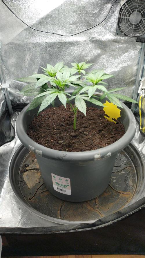 Mimosa x Orange Punch scrog. Week 5