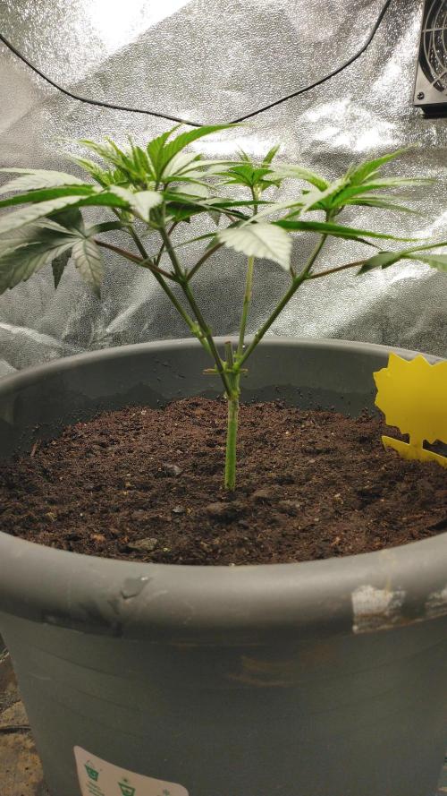 Mimosa x Orange Punch scrog. Week 5