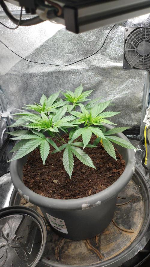 Mimosa x Orange Punch scrog. Week 5