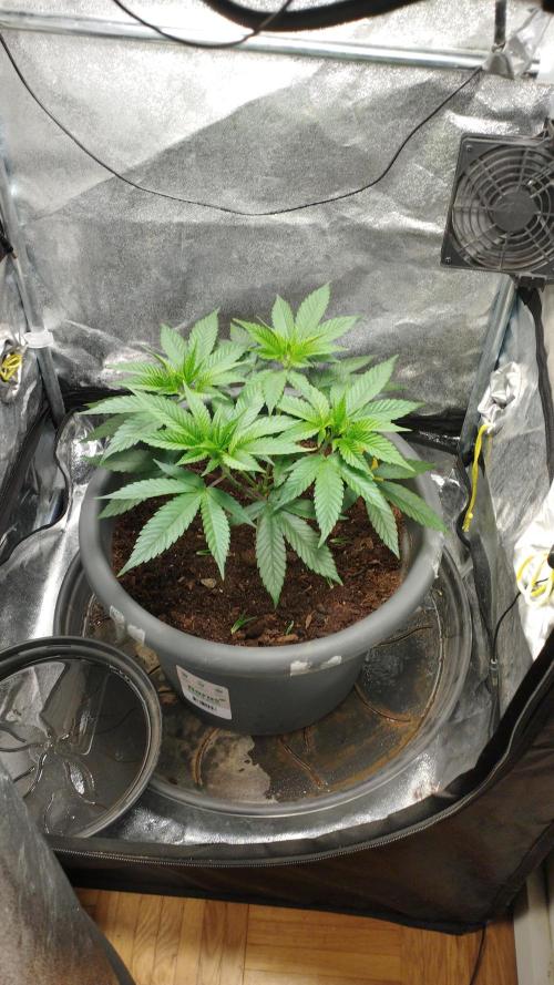 Mimosa x Orange Punch scrog. Week 5