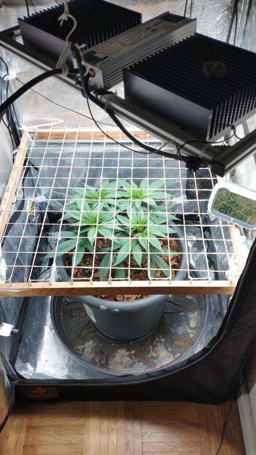 Mimosa x Orange Punch scrog. Week 6
