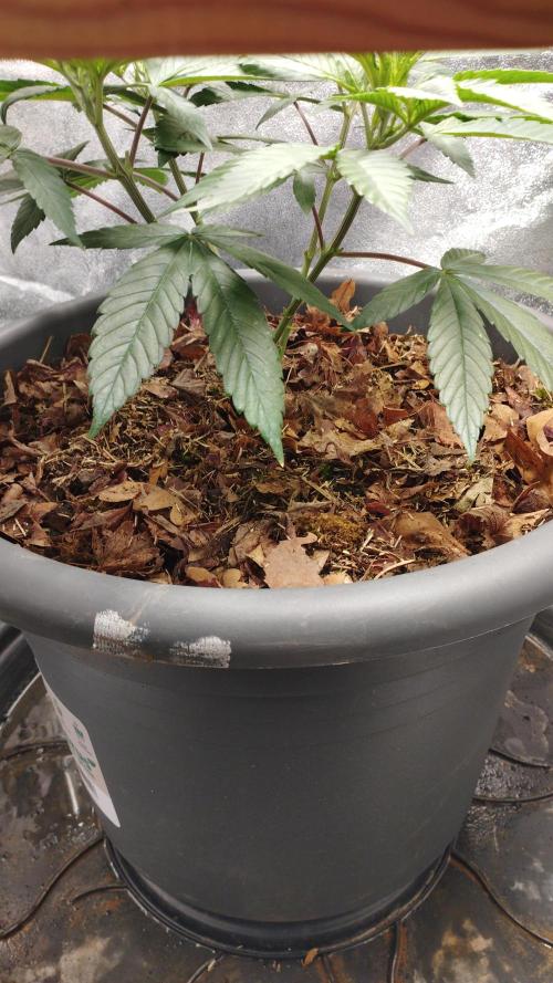 Mimosa x Orange Punch scrog. Week 6