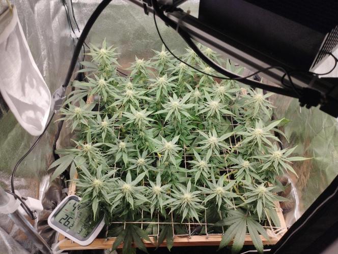 Mimosa x Orange Punch scrog. Week 15