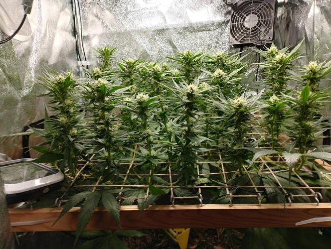 Mimosa x Orange Punch scrog. Week 15