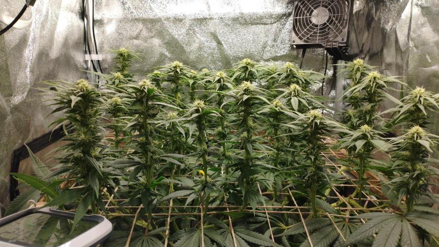Mimosa x Orange Punch scrog. Week 14