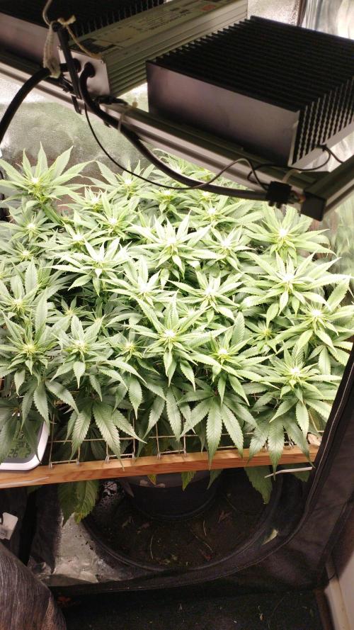 Mimosa x Orange Punch scrog. Week 14