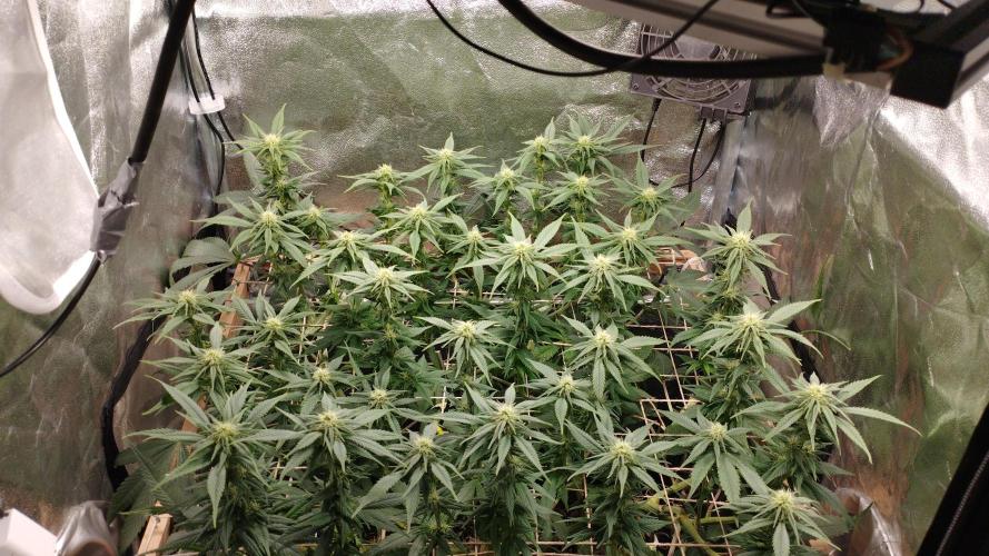 Mimosa x Orange Punch scrog. Week 14