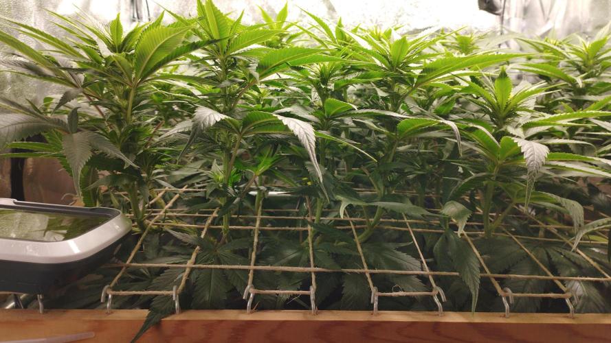 Mimosa x Orange Punch scrog. Week 14