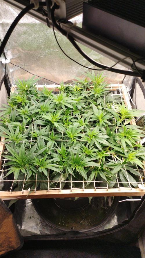 Mimosa x Orange Punch scrog. Week 11