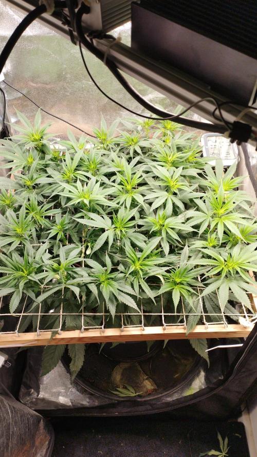 Mimosa x Orange Punch scrog. Week 11