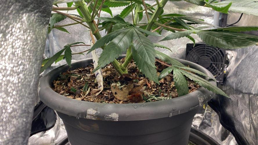 Mimosa x Orange Punch scrog. Week 10