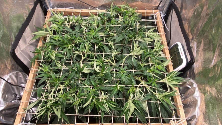 Mimosa x Orange Punch scrog. Week 10