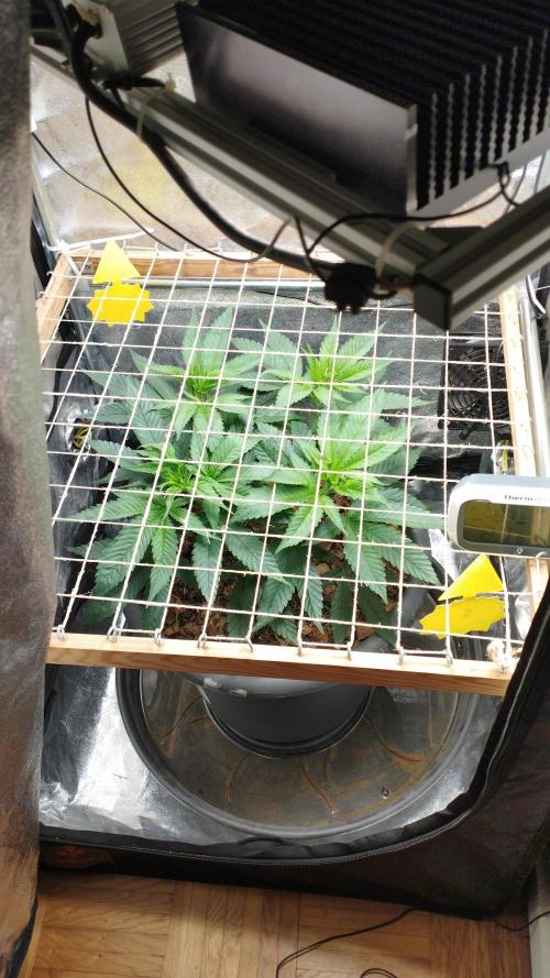 Mimosa x Orange Punch scrog. Week 7
