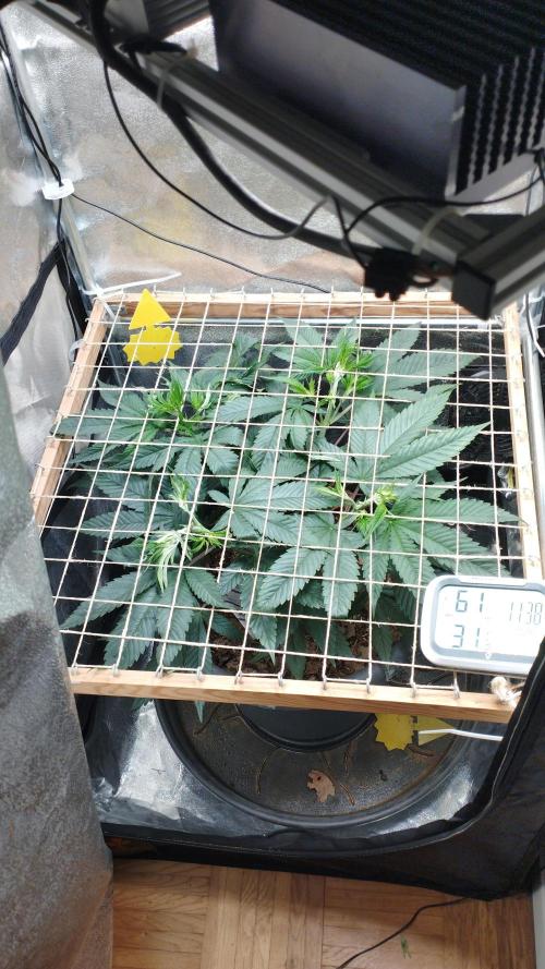 Mimosa x Orange Punch scrog. Week 7