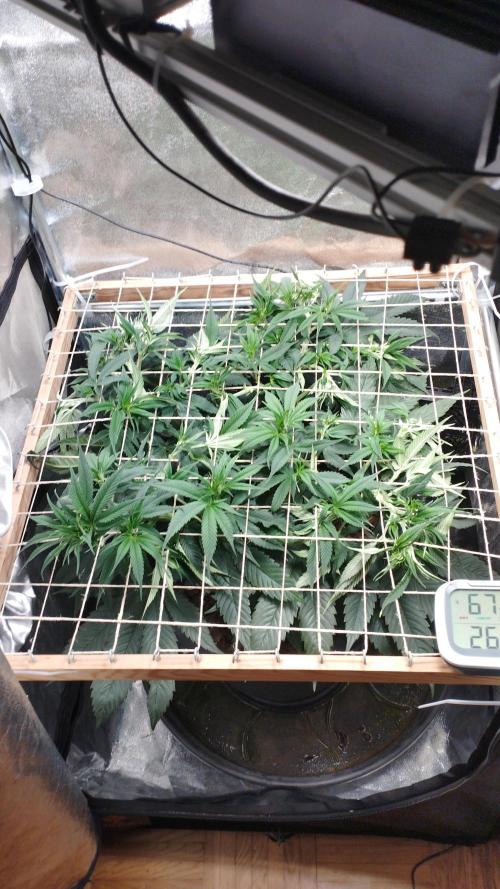 Mimosa x Orange Punch scrog. Week 9