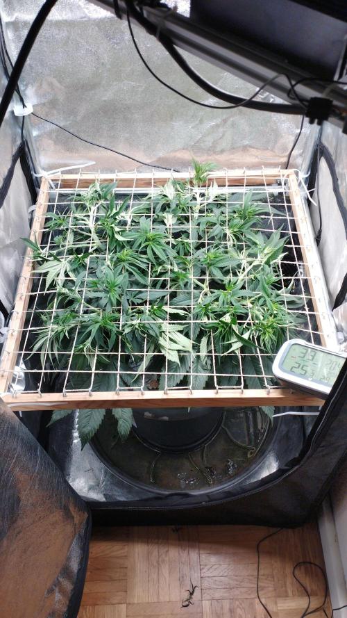 Mimosa x Orange Punch scrog. Week 9