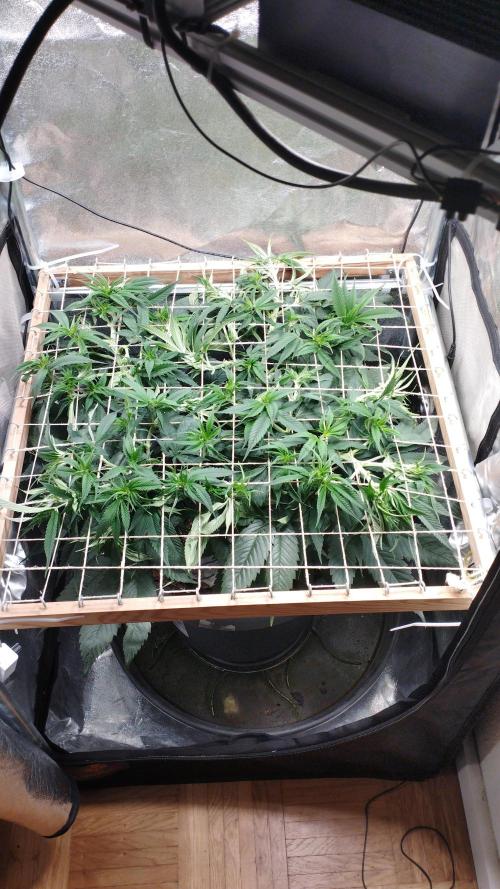 Mimosa x Orange Punch scrog. Week 9