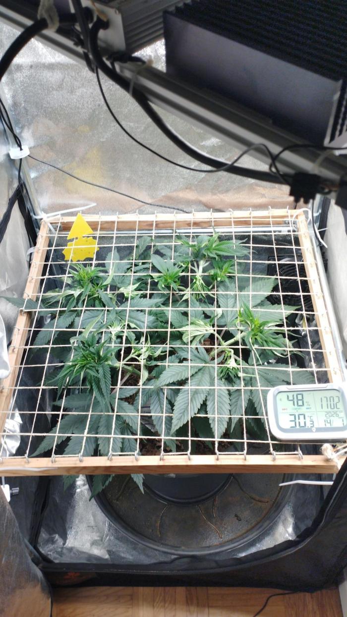 Mimosa x Orange Punch scrog. Week 8
