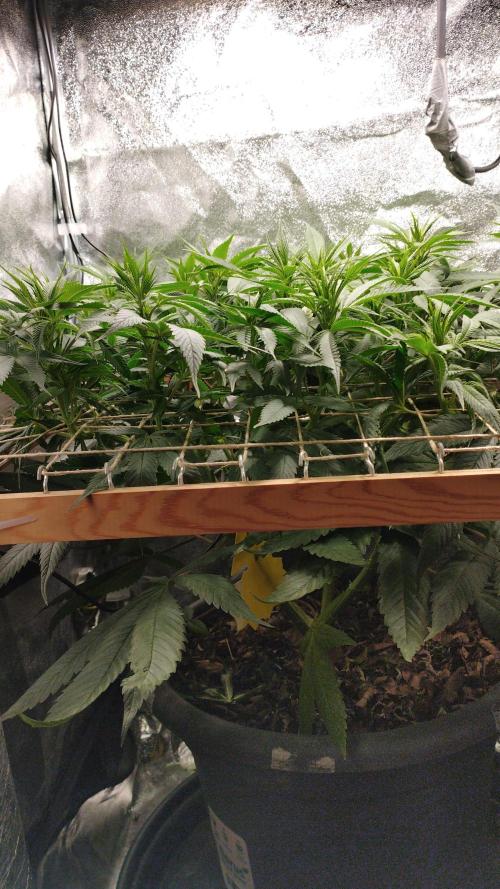 Mimosa x Orange Punch scrog. Week 12