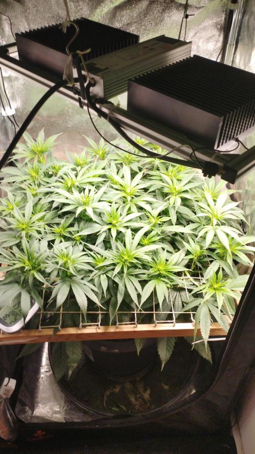 Mimosa x Orange Punch scrog. Week 12