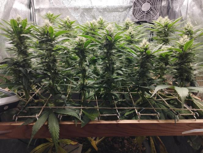 Mimosa x Orange Punch scrog. Week 16