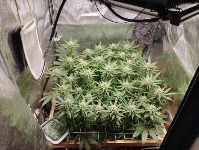Mimosa x Orange Punch scrog. Week 16