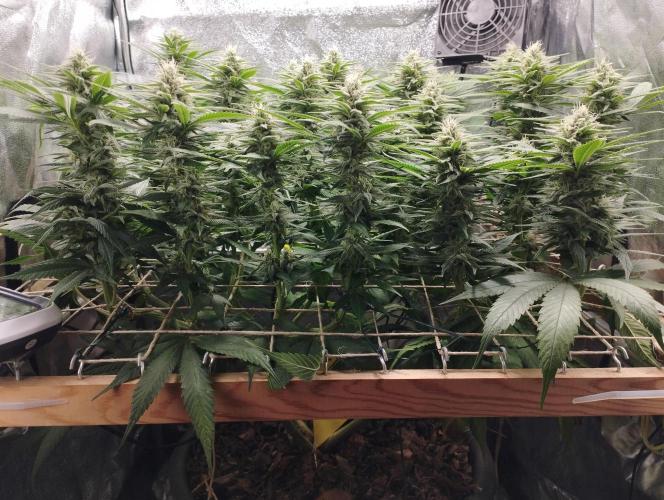 Mimosa x Orange Punch scrog. Week 16 - BT35