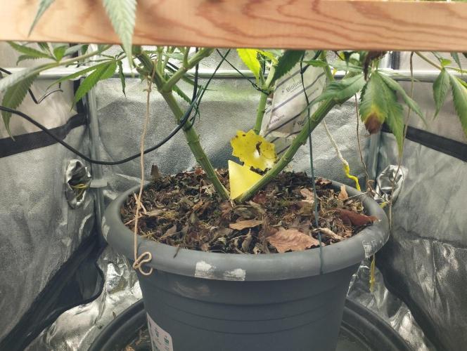 Mimosa x Orange Punch scrog. Week 16 - BT35
