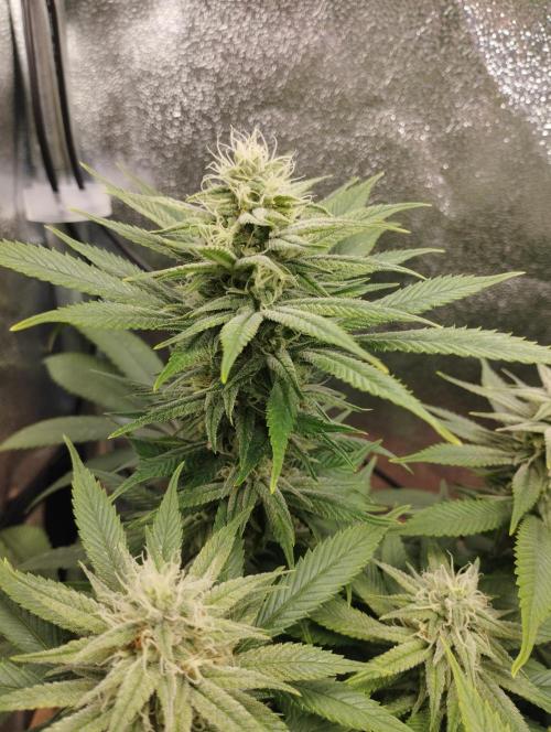 Mimosa x Orange Punch scrog. Week 16 - BT35