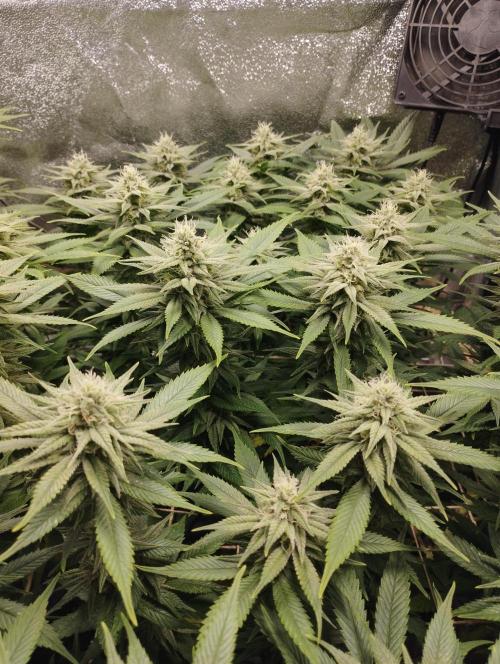 Mimosa x Orange Punch scrog. Week 16 - BT35