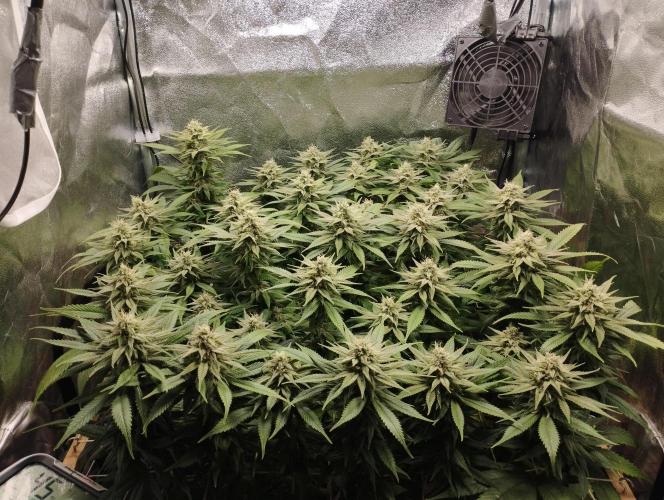 Mimosa x Orange Punch scrog. Week 17 - BT39