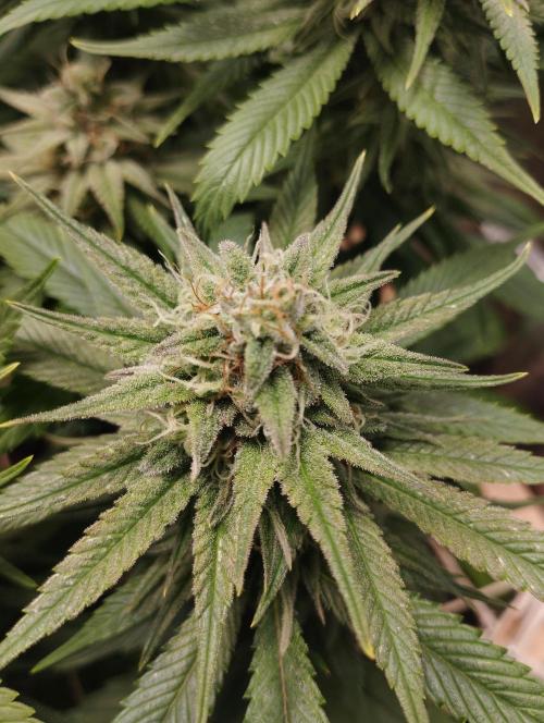 Mimosa x Orange Punch scrog. Week 17 - BT39