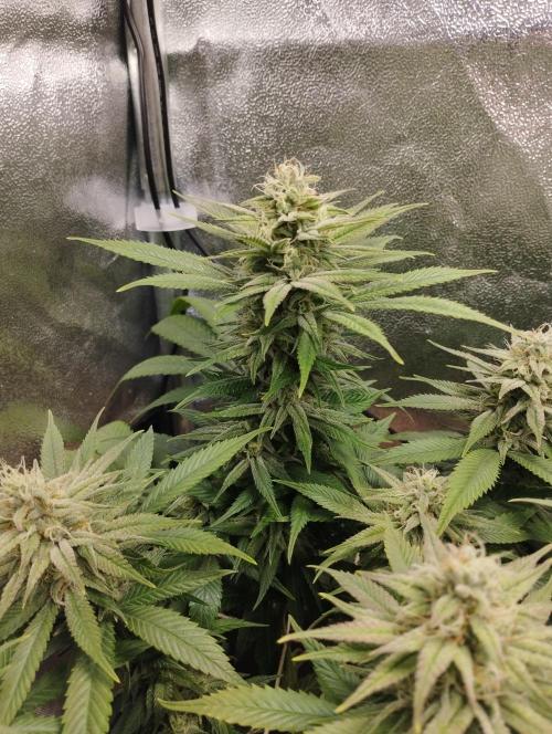 Mimosa x Orange Punch scrog. Week 17 - BT39