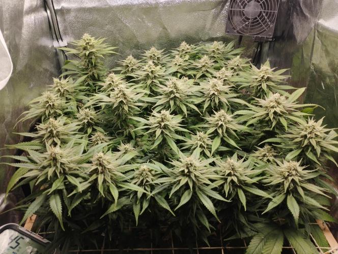 Mimosa x Orange Punch scrog. Week 17 - BT39