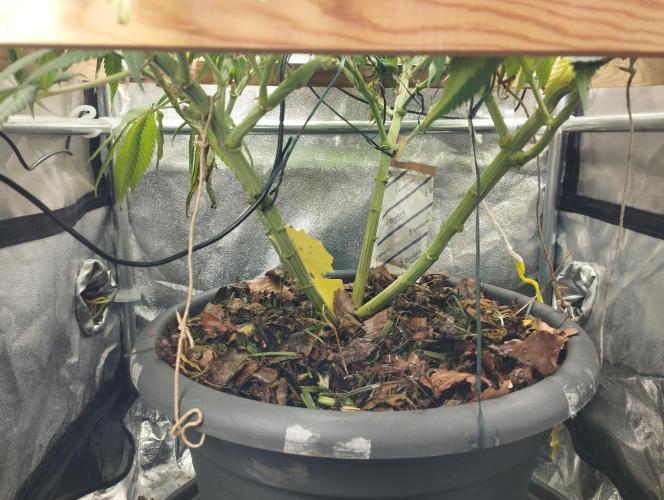 Mimosa x Orange Punch scrog. Week 18 - BT45